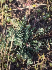 Potentilla basaltica