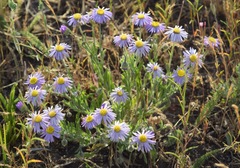 Erigeron elegantulus