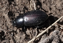 Eleodes carbonaria