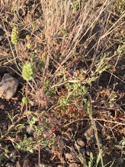 Sanguisorba occidentalis
