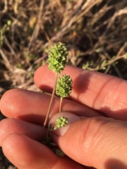 Sanguisorba occidentalis