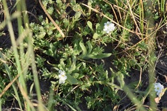 Plagiobothrys mollis