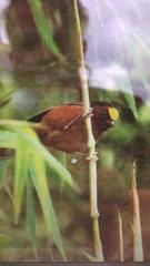 Catamblyrhynchus diadema
