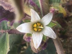 Solanum quitoense
