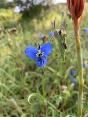 Commelina dianthifolia