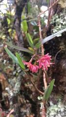 Epidendrum oxysepalum