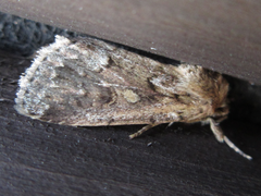 Spodoptera depravata