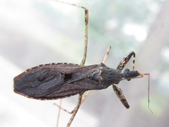 Oncocephalus breviscutum