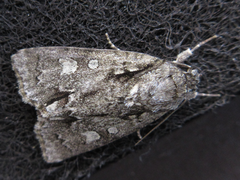 Acronicta adaucta