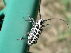 Plectrodera scalator