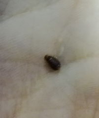 Cimex lectularius