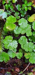 Hydrocotyle microphylla
