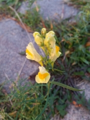 Linaria vulgaris