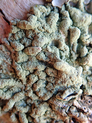 Flavoparmelia haysomii