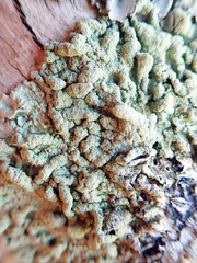 Flavoparmelia haysomii