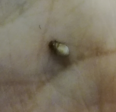 Cimex lectularius