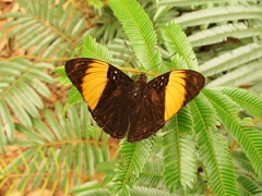Adelpha melanthe