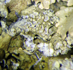 Flavoparmelia haysomii