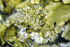 Flavoparmelia haysomii