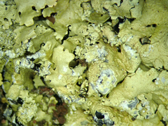 Flavoparmelia haysomii