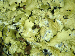 Flavoparmelia haysomii