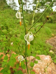 Echeandia leucantha