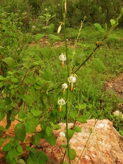 Echeandia leucantha
