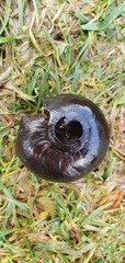Powelliphanta