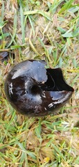 Powelliphanta