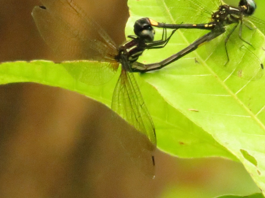 Gold-spotted Sylph