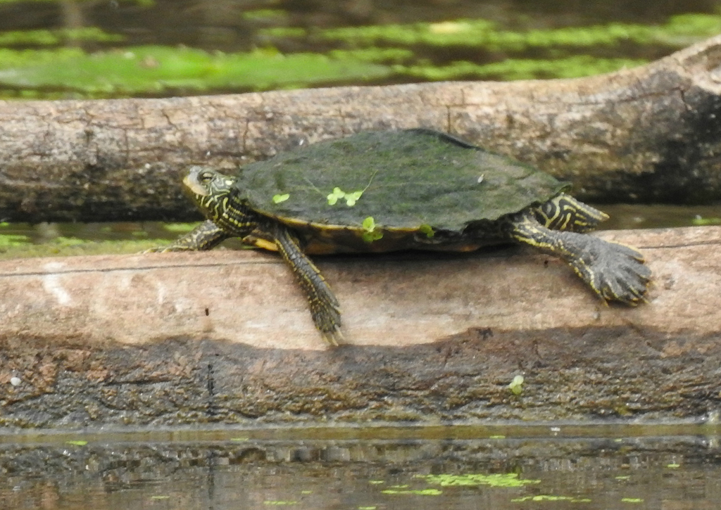 common map turtle (Priority species: Smokies Discovery Impact Day ...