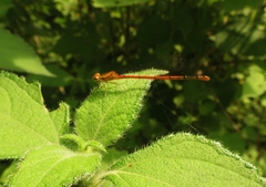 Telebasis digiticollis