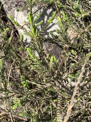 Passerina montivaga