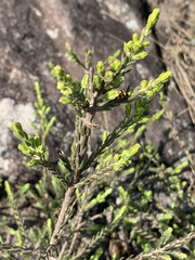 Passerina montivaga