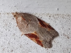 Acleris laterana