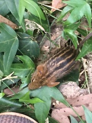 Lemniscomys striatus