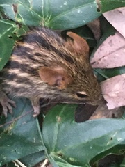 Lemniscomys striatus