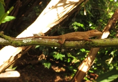 Anolis laeviventris