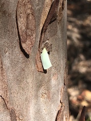 Colgaroides acuminata