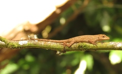 Anolis laeviventris