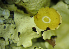 Flavoparmelia haysomii