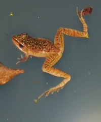 Lithobates maculatus