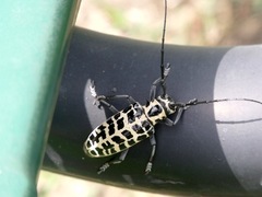 Plectrodera scalator