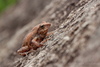 Chari's Bush Frog - Photo (c) Abhishek Jamalabad, some rights reserved (CC BY-NC-SA), uploaded by Abhishek Jamalabad