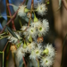 Eucalyptus melliodora - Photo (c) Michael Keogh, algunos derechos reservados (CC BY-NC-SA), uploaded by Michael Keogh