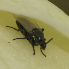 Scatopsinae