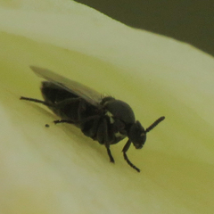 Scatopsinae