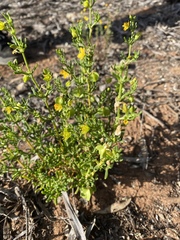Roepera aurantiaca aurantiaca