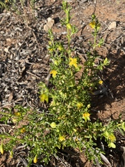 Roepera aurantiaca aurantiaca