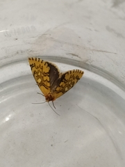 Chrysoecia dela